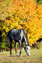 Dapple gray horse on autumn pasture