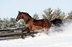 Bay Thoroughbred horse galloping through deep snow