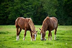 Two Belgian draft horses grazing side by side 