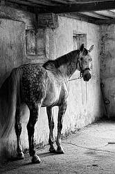 Photo of a dapple gray horse tied  in wash stall