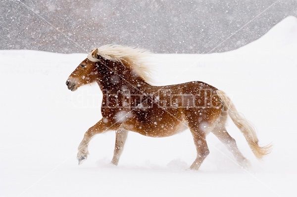 Belgian draft horse galloping in the snow.