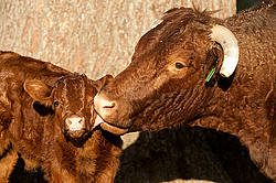 Beef cow and calf