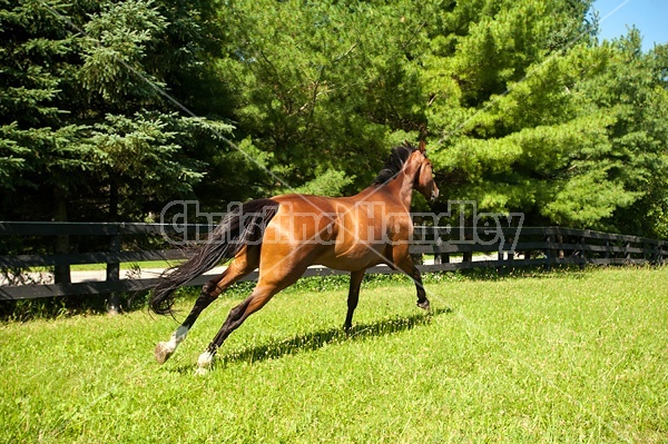 Bay Thoroughbred horse running and playing in his paddock
