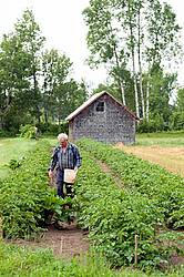 Farmer picking potato bugs off an organic crop of potato plants using a pail and a stick