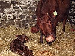 Beef Cow and Her Newborn Calf