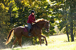 Woman riding chestnut horse in the autumn time