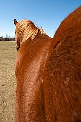 A distorted photo of a horse shot from behind