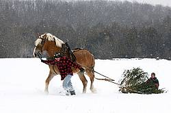Husband and wife pulling a Christmas tree home with their Belgian horse 