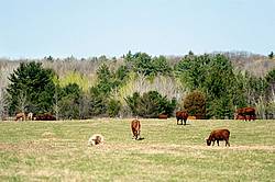 Belgian Horse and Cattle