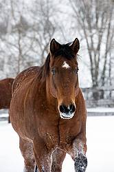 Bay horse standing in deep snow