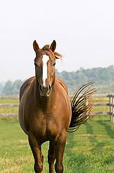 Chestnut Quarter horse