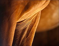 Closeup photo of a horses chest