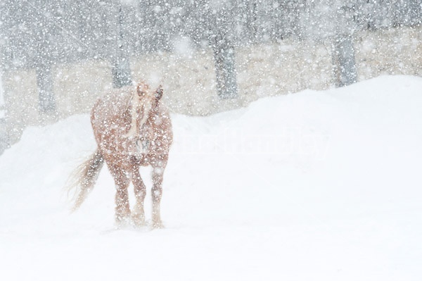 Belgian draft horses in snow storm