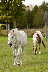 Horses grazing on late summer, early autumn pasture