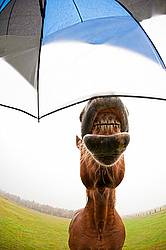 Chestnut horse and umbrella