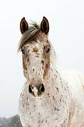 Portrait of an Appaloosa Horse
