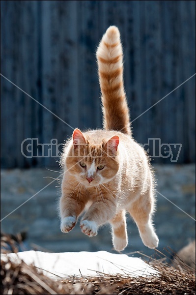Orange cat jumping