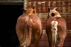 Two Belgian Draft Horse butts