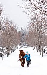 Young girl leading horse down a snowy driveway