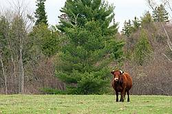 Beef Cow in Field
