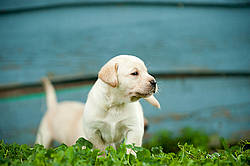 Golden Labrador puppies
