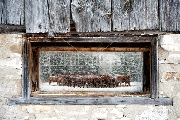 Scene of cattle in window
