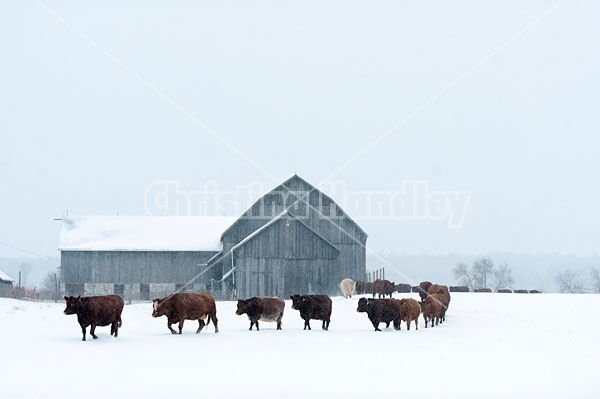 Herd of Beef Cows 