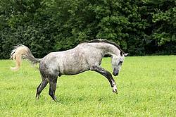 Gray horse running and playing in a field
