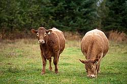 Beef Cows 