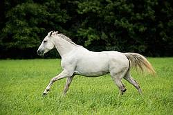 Gray horse running and playing in a field
