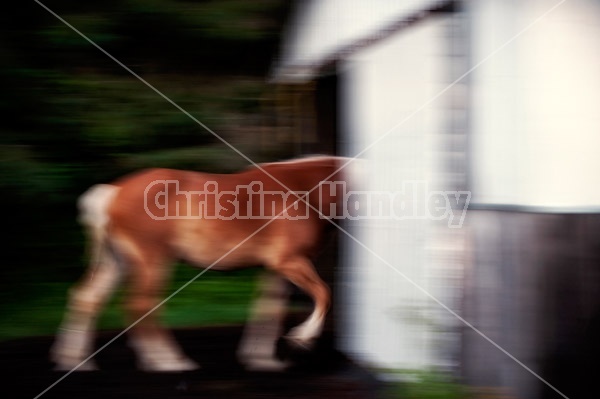 Horses photographed with slow shutter speed to create motion blur and imply movement