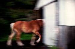 Horses photographed with slow shutter speed to create motion blur and imply movement