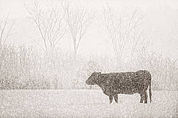 Multiple exposure of cattle, trees and snow