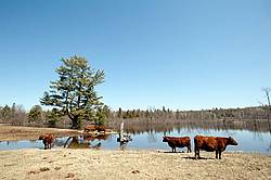 Beef Cows in Flooded field