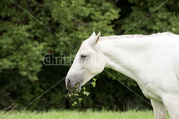 Portrait of gray horse eating clover