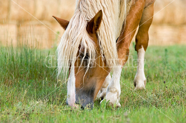Belgian draft horse grazing on summer pasture.