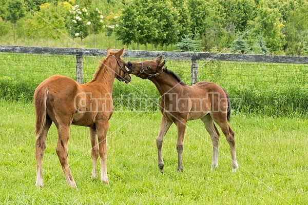 Two thoroughbred foals playing