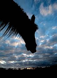 Horse head silhouette against sky