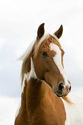 Paint horse portrait