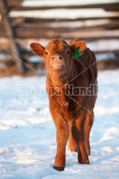 Young baby beef calf standing in snow looking at camera. Ontario Canada