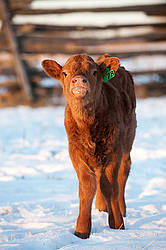 Young baby beef calf standing in snow looking at camera. Ontario Canada