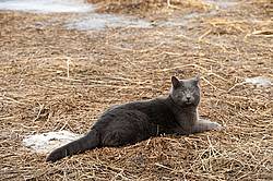 Gray cat 