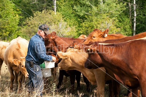 Farmer Out in Field With His beef Cows