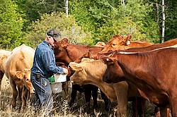 Farmer Out in Field With His beef Cows