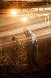 Farmer spreading straw in barn