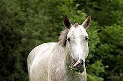 Portrait of gray horse eating clover