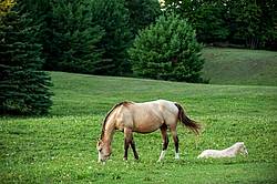 Rocky Mountain horse mare and foal