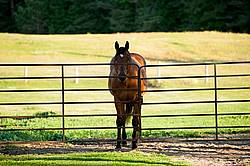 Bay Quarter Horse gelding standing at gate