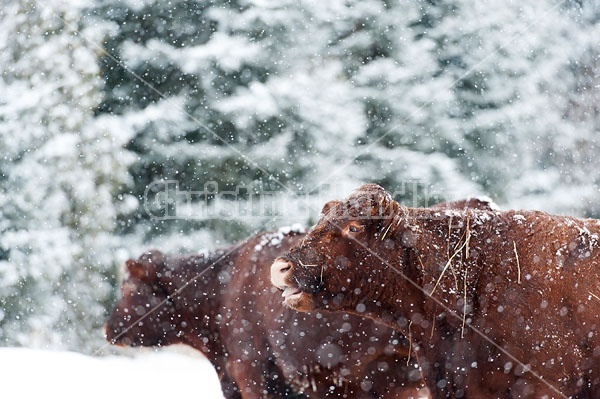 Two Beef Cows in the Snow
