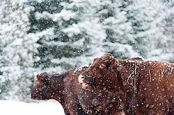 Two Beef Cows in the Snow